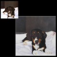 /album/galleries/pets-2-jpg1/